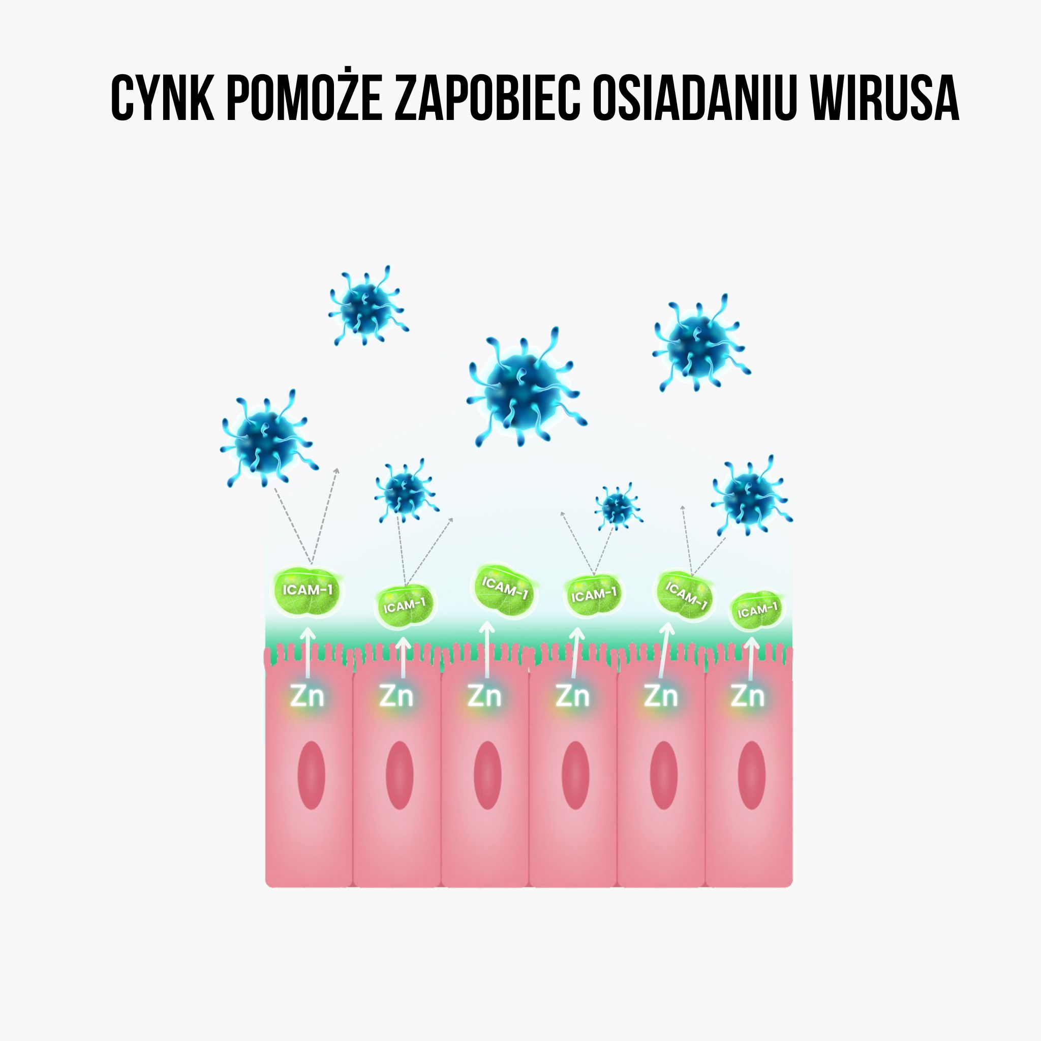 (Polština) zinek usazeni viru
